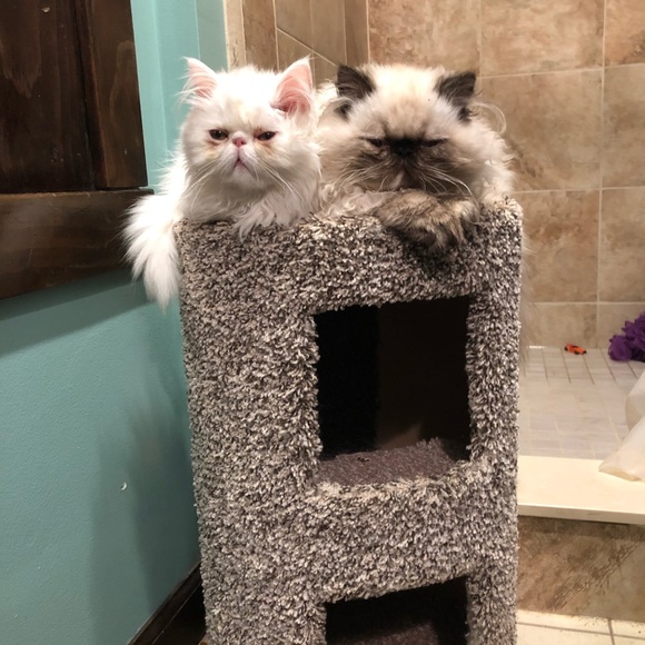 Meet your Posher, Lisa - Picture 6 of 7